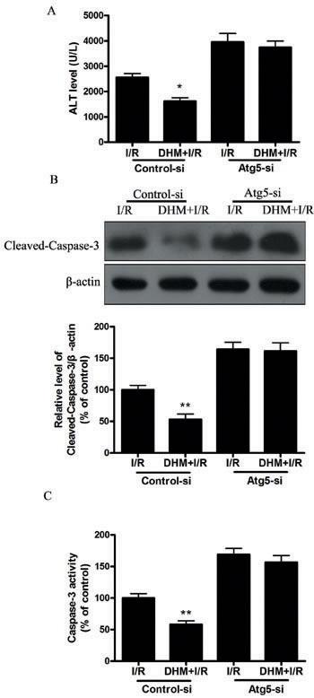 https://cdn.ncbi.nlm.nih.gov/pmc/blobs/5ccd/5363527/b2787c8c3e3b/oncotarget-07-76508-g004.jpg