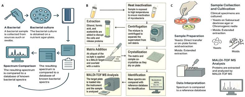 https://cdn.ncbi.nlm.nih.gov/pmc/blobs/5cce/12299549/72c1506c6c8b/microorganisms-13-01473-g001.jpg