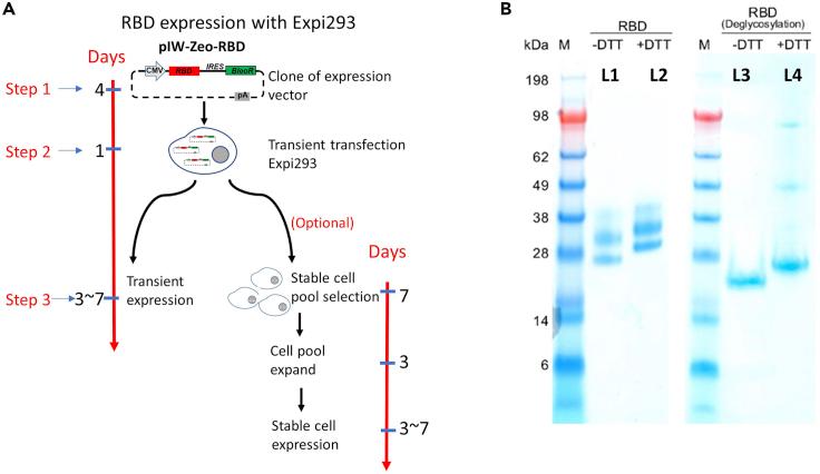 https://cdn.ncbi.nlm.nih.gov/pmc/blobs/5cd1/8220396/2f27eb4b203c/gr5.jpg