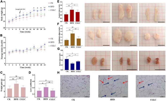 https://cdn.ncbi.nlm.nih.gov/pmc/blobs/5cd3/9667106/92ba7b6aeefe/fnut-09-1038740-g001.jpg