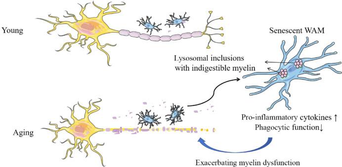 https://cdn.ncbi.nlm.nih.gov/pmc/blobs/5cd5/12220726/80d3642d2d7f/NRR-21-648-g004.jpg
