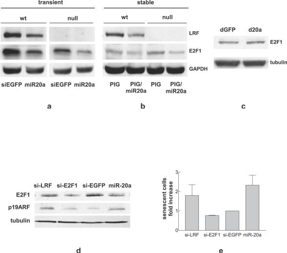 https://cdn.ncbi.nlm.nih.gov/pmc/blobs/5cdd/2435600/94d35eff9f7d/pone.0002542.g004.jpg
