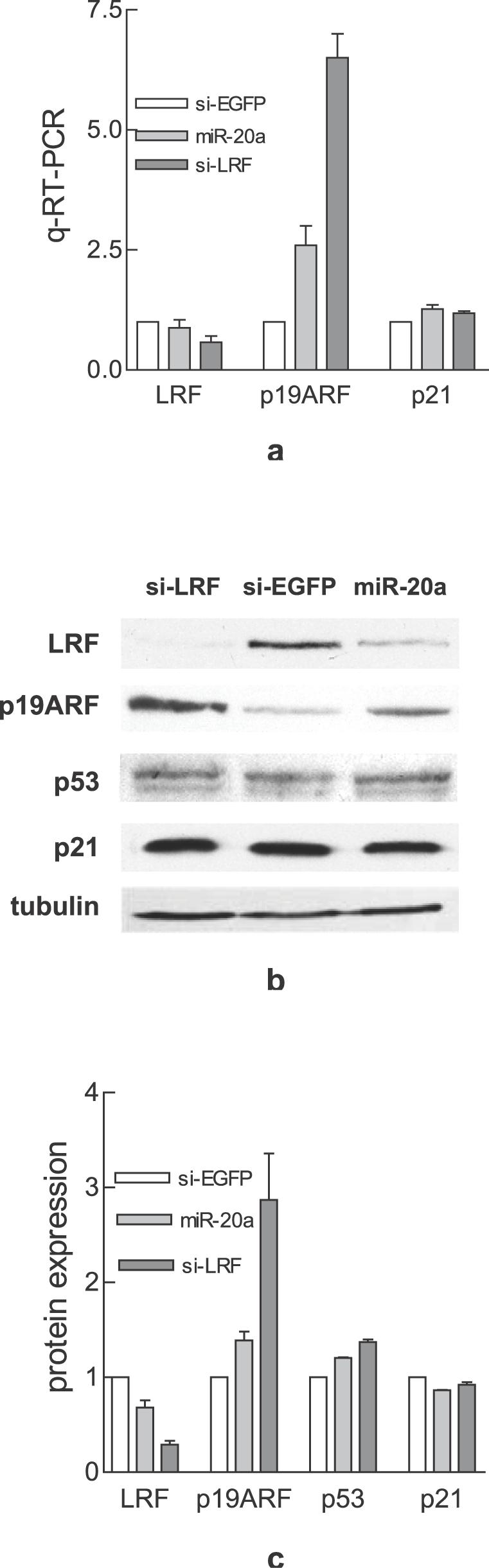 https://cdn.ncbi.nlm.nih.gov/pmc/blobs/5cdd/2435600/b024a1f58781/pone.0002542.g002.jpg