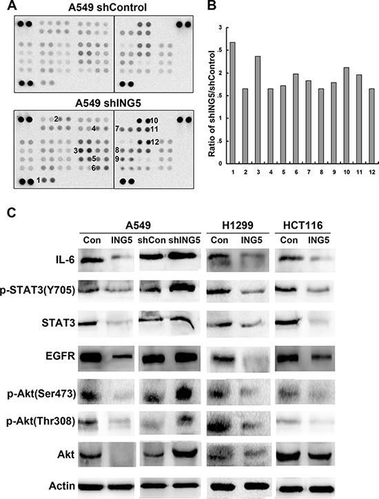 https://cdn.ncbi.nlm.nih.gov/pmc/blobs/5cdd/5589578/1bb9c7364fc0/oncotarget-08-54265-g002.jpg