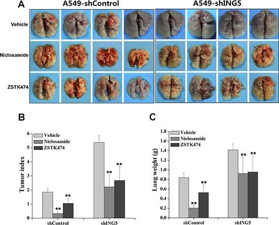 https://cdn.ncbi.nlm.nih.gov/pmc/blobs/5cdd/5589578/f5e34c2f7dfc/oncotarget-08-54265-g004.jpg