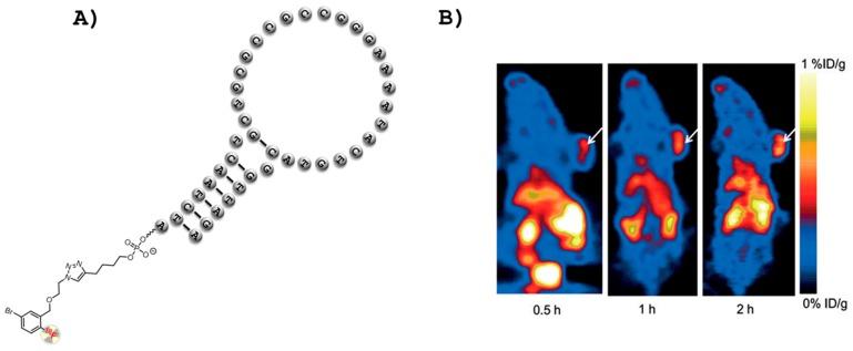 https://cdn.ncbi.nlm.nih.gov/pmc/blobs/5cdf/5713398/6981e9293360/ijms-18-02430-g002.jpg