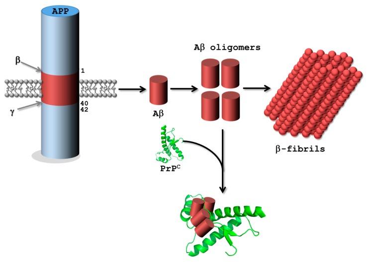 https://cdn.ncbi.nlm.nih.gov/pmc/blobs/5cdf/5713398/b9db272cc463/ijms-18-02430-g004.jpg