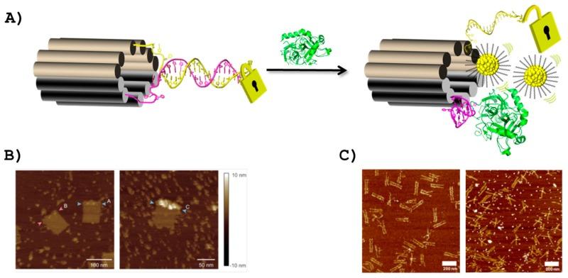 https://cdn.ncbi.nlm.nih.gov/pmc/blobs/5cdf/5713398/bf39ac917423/ijms-18-02430-g005.jpg