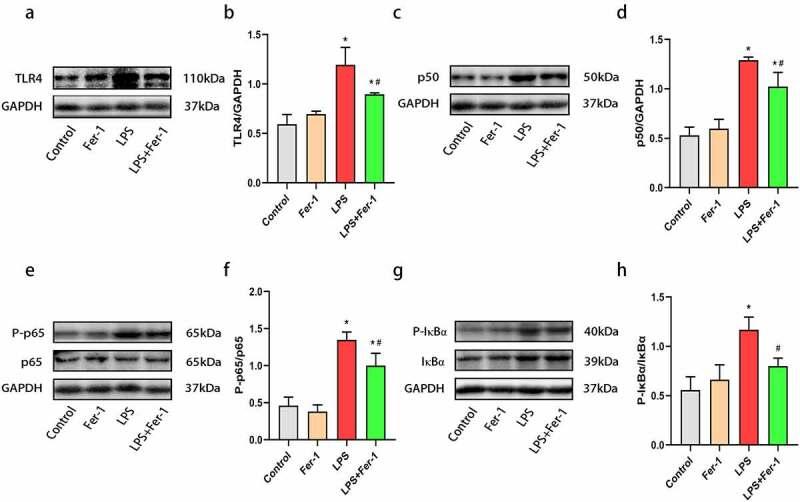 https://cdn.ncbi.nlm.nih.gov/pmc/blobs/5ce1/8809987/162d498f1e3a/KBIE_A_2001913_F0005_OC.jpg