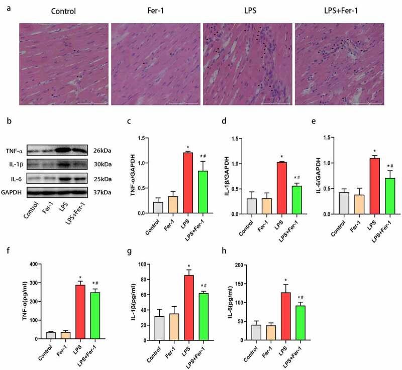 https://cdn.ncbi.nlm.nih.gov/pmc/blobs/5ce1/8809987/f9c779141cc5/KBIE_A_2001913_F0004_OC.jpg