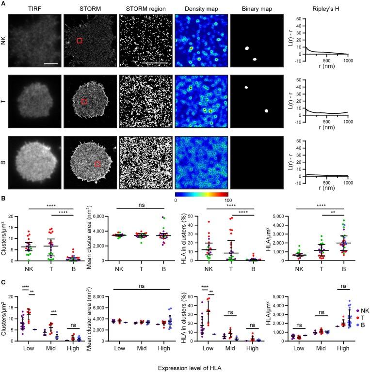 https://cdn.ncbi.nlm.nih.gov/pmc/blobs/5ce4/6362897/2b4b50743fb3/fimmu-10-00061-g0004.jpg