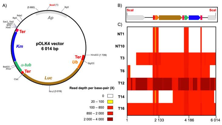 https://cdn.ncbi.nlm.nih.gov/pmc/blobs/5ce5/8002553/1156aea9134f/cells-10-00664-g001.jpg