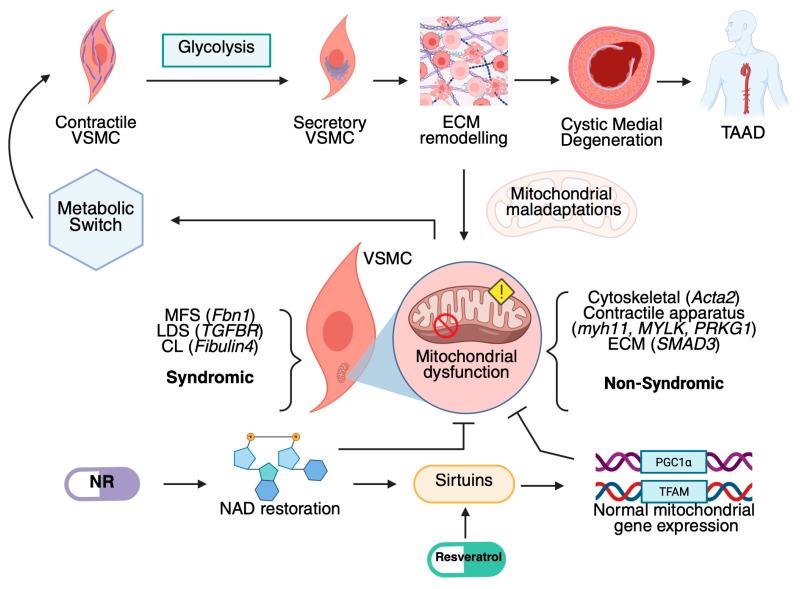 https://cdn.ncbi.nlm.nih.gov/pmc/blobs/5ce6/12026022/3560ca4e138c/cells-14-00618-g001.jpg