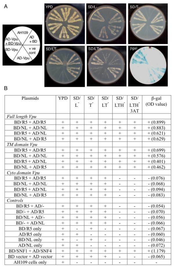 https://cdn.ncbi.nlm.nih.gov/pmc/blobs/5ce6/2042504/66c4c485e6bd/1743-422X-4-81-2.jpg