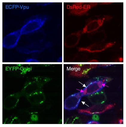 https://cdn.ncbi.nlm.nih.gov/pmc/blobs/5ce6/2042504/bd05d770d359/1743-422X-4-81-5.jpg