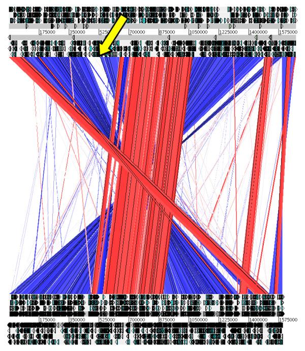 https://cdn.ncbi.nlm.nih.gov/pmc/blobs/5ce7/3091624/9e248f20b8cb/1471-2164-11-335-4.jpg
