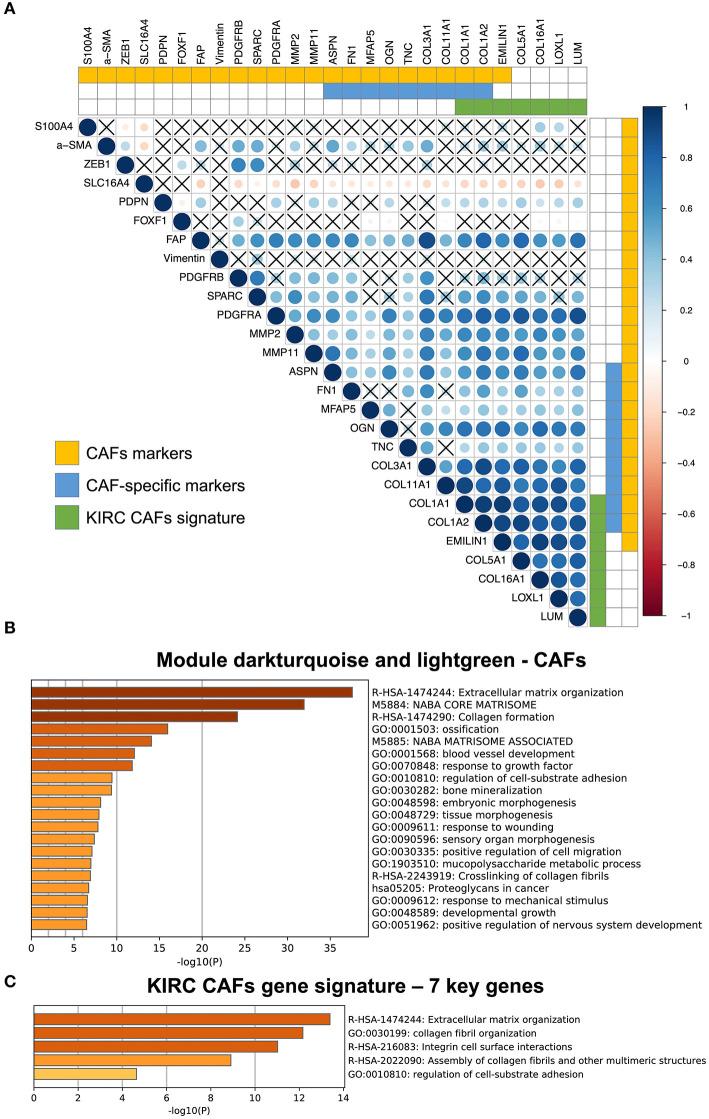 https://cdn.ncbi.nlm.nih.gov/pmc/blobs/5ce7/7901886/2b6ed7b9810f/fcell-08-604627-g0004.jpg