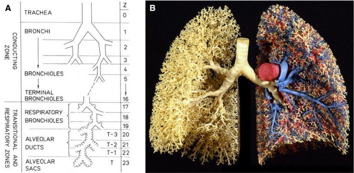 https://cdn.ncbi.nlm.nih.gov/pmc/blobs/5ceb/7301016/cae3838de4b8/APA-109-1539-g002.jpg