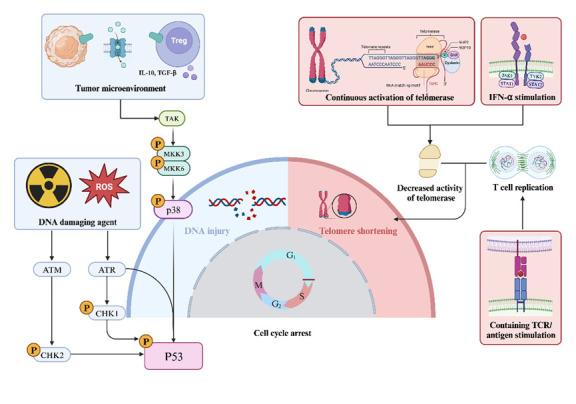 https://cdn.ncbi.nlm.nih.gov/pmc/blobs/5cf0/11745454/d48dbaf88013/AD-16-1-321-g2.jpg