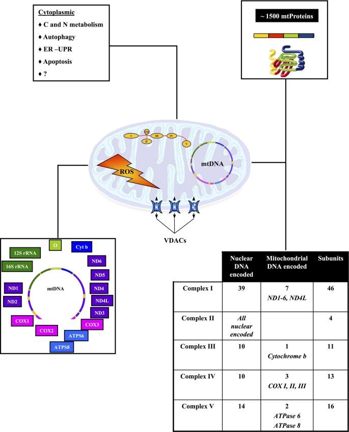 https://cdn.ncbi.nlm.nih.gov/pmc/blobs/5cf2/3440026/ef328023919c/fphys-03-00362-g0002.jpg
