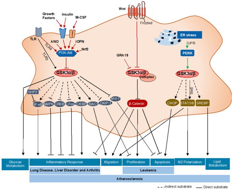 https://cdn.ncbi.nlm.nih.gov/pmc/blobs/5cf6/7926541/af8525879637/ijms-22-02206-g003.jpg