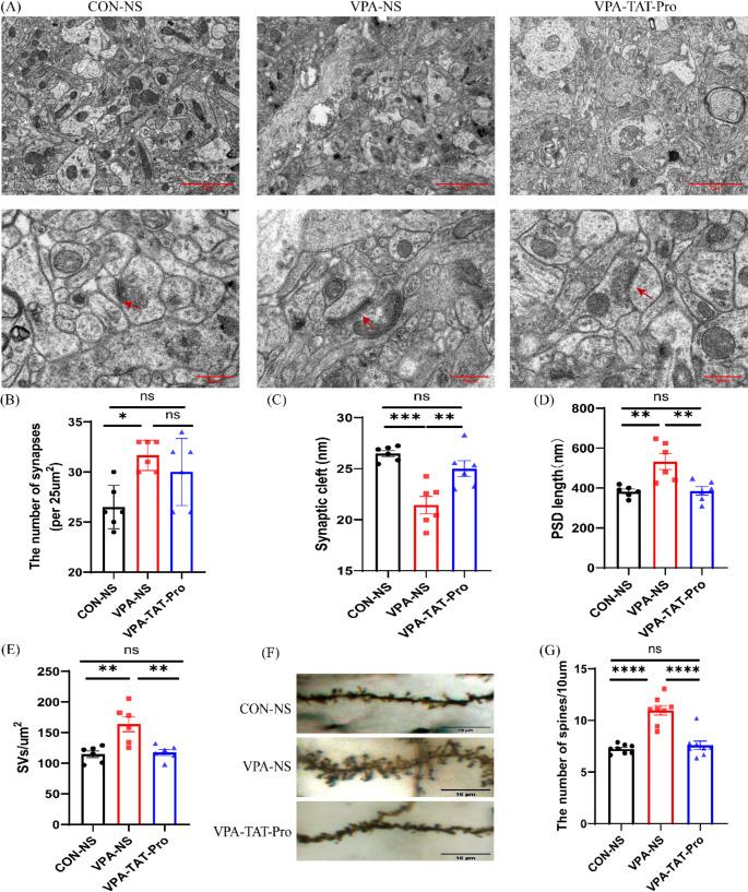 https://cdn.ncbi.nlm.nih.gov/pmc/blobs/5cf7/12003443/343f60fba6ba/11064_2025_4398_Fig6_HTML.jpg