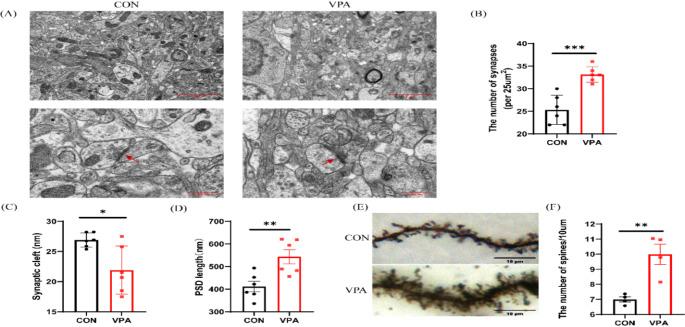 https://cdn.ncbi.nlm.nih.gov/pmc/blobs/5cf7/12003443/e7f17026515e/11064_2025_4398_Fig3_HTML.jpg