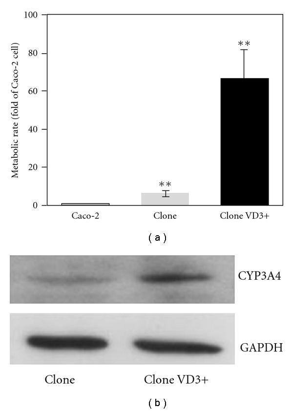 https://cdn.ncbi.nlm.nih.gov/pmc/blobs/5cf9/3137788/ca0d0e24b46f/ECAM2011-913898.002.jpg