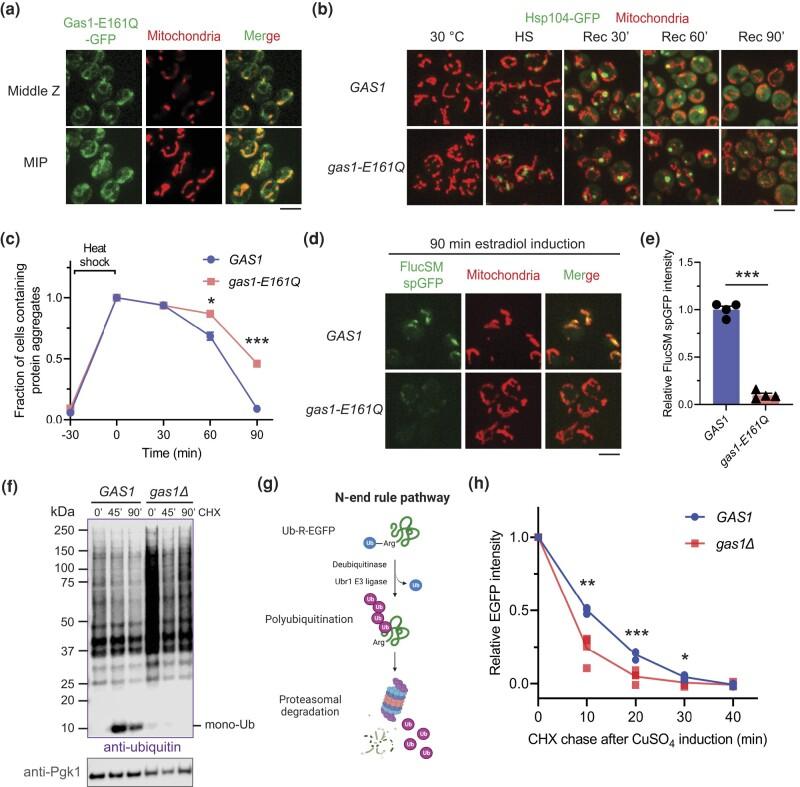 https://cdn.ncbi.nlm.nih.gov/pmc/blobs/5cfa/10917523/ac0aedeeec95/jkad263f4.jpg