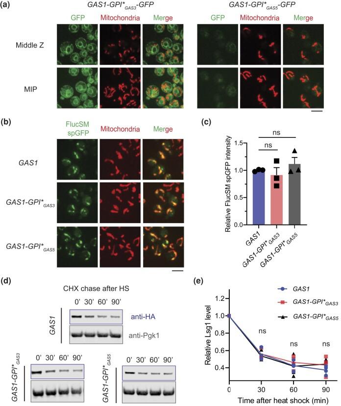 https://cdn.ncbi.nlm.nih.gov/pmc/blobs/5cfa/10917523/faaf109b6933/jkad263f3.jpg
