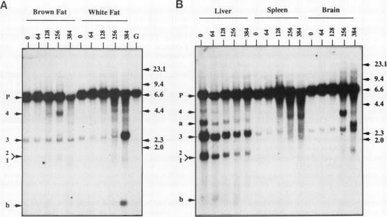 https://cdn.ncbi.nlm.nih.gov/pmc/blobs/5cfd/361232/01a583e2694c/molcellb00032-0335-b.jpg