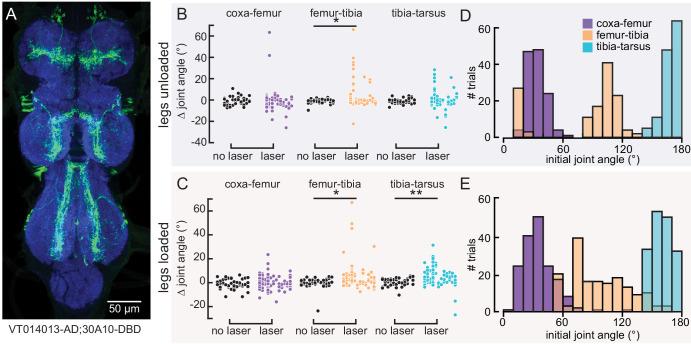 https://cdn.ncbi.nlm.nih.gov/pmc/blobs/5cfe/7752136/7aaa67c96764/elife-60299-fig6-figsupp1.jpg