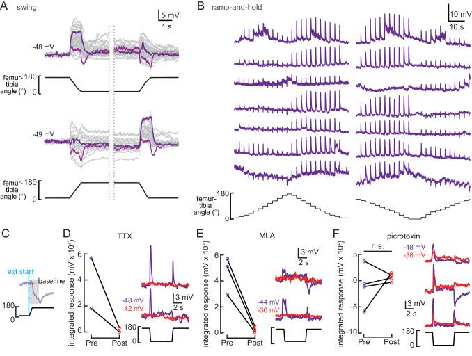 https://cdn.ncbi.nlm.nih.gov/pmc/blobs/5cfe/7752136/c751f06be830/elife-60299-fig4-figsupp1.jpg