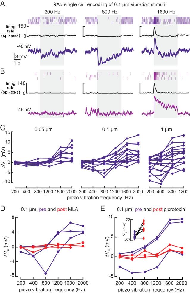 https://cdn.ncbi.nlm.nih.gov/pmc/blobs/5cfe/7752136/f9b1b4bd18d3/elife-60299-fig5.jpg