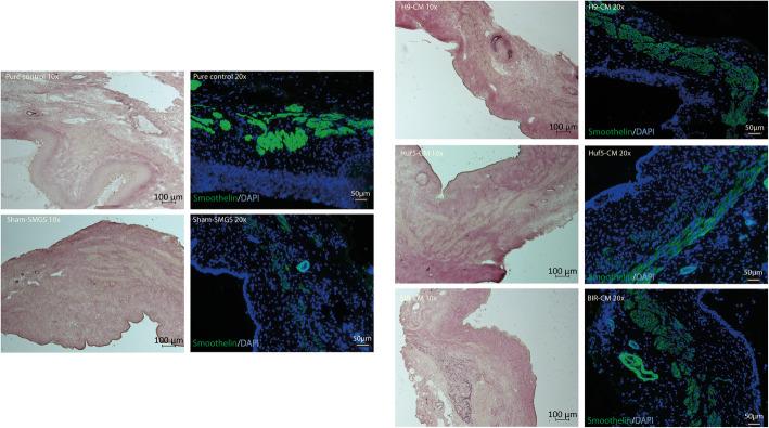 https://cdn.ncbi.nlm.nih.gov/pmc/blobs/5cfe/8025391/8d4c5c9dd66d/13287_2021_2292_Fig8_HTML.jpg