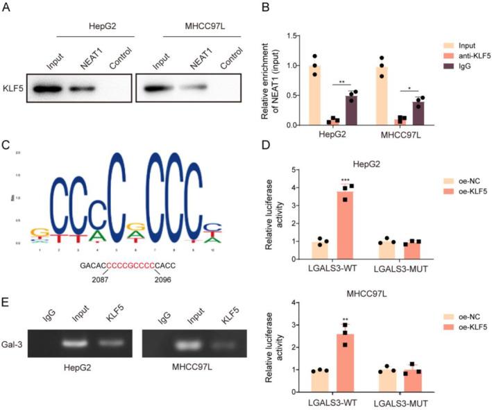 https://cdn.ncbi.nlm.nih.gov/pmc/blobs/5d01/11666343/274b9fa36f75/CCS3-19-e12060-g002.jpg