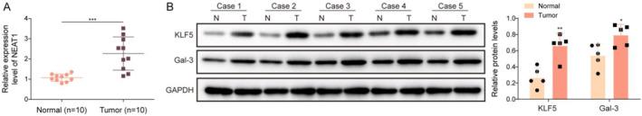 https://cdn.ncbi.nlm.nih.gov/pmc/blobs/5d01/11666343/6f65323677d5/CCS3-19-e12060-g006.jpg