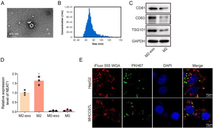 https://cdn.ncbi.nlm.nih.gov/pmc/blobs/5d01/11666343/b671288b406c/CCS3-19-e12060-g007.jpg