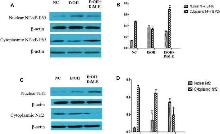 https://cdn.ncbi.nlm.nih.gov/pmc/blobs/5d01/8966672/84db7f295cc8/fphar-13-830532-g006.jpg