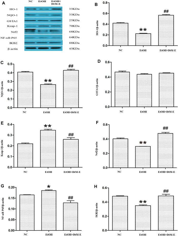 https://cdn.ncbi.nlm.nih.gov/pmc/blobs/5d01/8966672/ec09ccca83ae/fphar-13-830532-g005.jpg