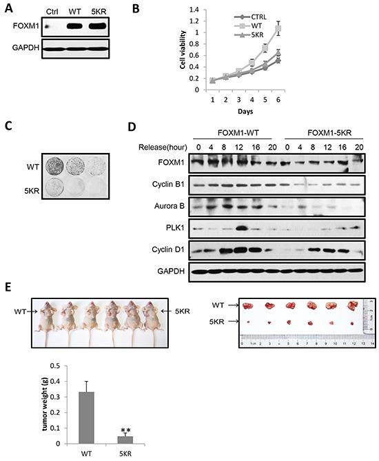 https://cdn.ncbi.nlm.nih.gov/pmc/blobs/5d03/5312389/463c5dd0ec85/oncotarget-07-60366-g007.jpg
