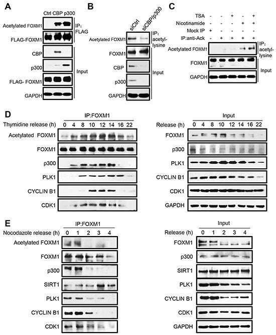https://cdn.ncbi.nlm.nih.gov/pmc/blobs/5d03/5312389/5fc5cfbc2bff/oncotarget-07-60366-g001.jpg