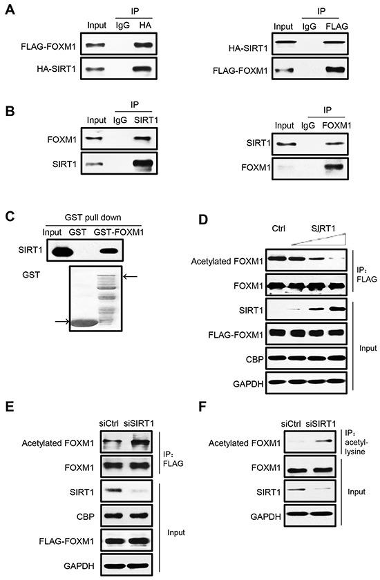 https://cdn.ncbi.nlm.nih.gov/pmc/blobs/5d03/5312389/e766539c6821/oncotarget-07-60366-g002.jpg