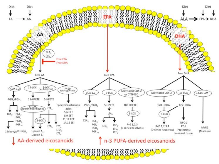 https://cdn.ncbi.nlm.nih.gov/pmc/blobs/5d0a/5751222/815160ba49d0/ijms-18-02619-g001.jpg