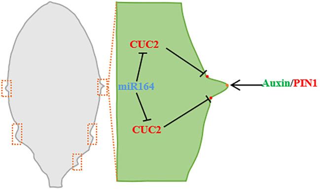 https://cdn.ncbi.nlm.nih.gov/pmc/blobs/5d0b/10749370/51ccd3448aa6/fpls-14-1293424-g004.jpg
