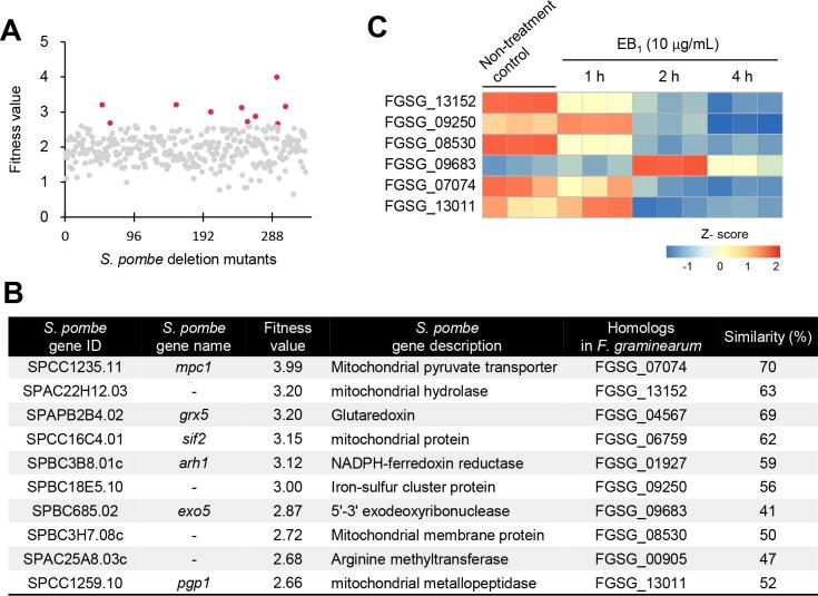 https://cdn.ncbi.nlm.nih.gov/pmc/blobs/5d0b/11253638/27feb668c507/mbio.01351-24.f005.jpg