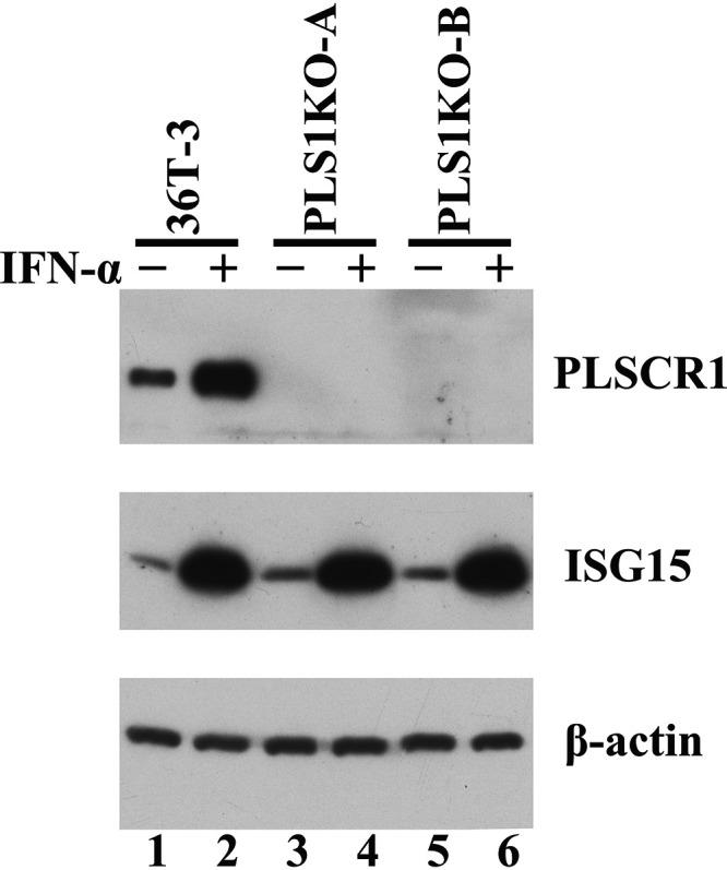 https://cdn.ncbi.nlm.nih.gov/pmc/blobs/5d0e/8826943/3c0369def479/spectrum.01342-21-f003.jpg