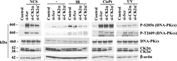 https://cdn.ncbi.nlm.nih.gov/pmc/blobs/5d15/3316135/399e71c4988a/1471-2199-13-7-5.jpg