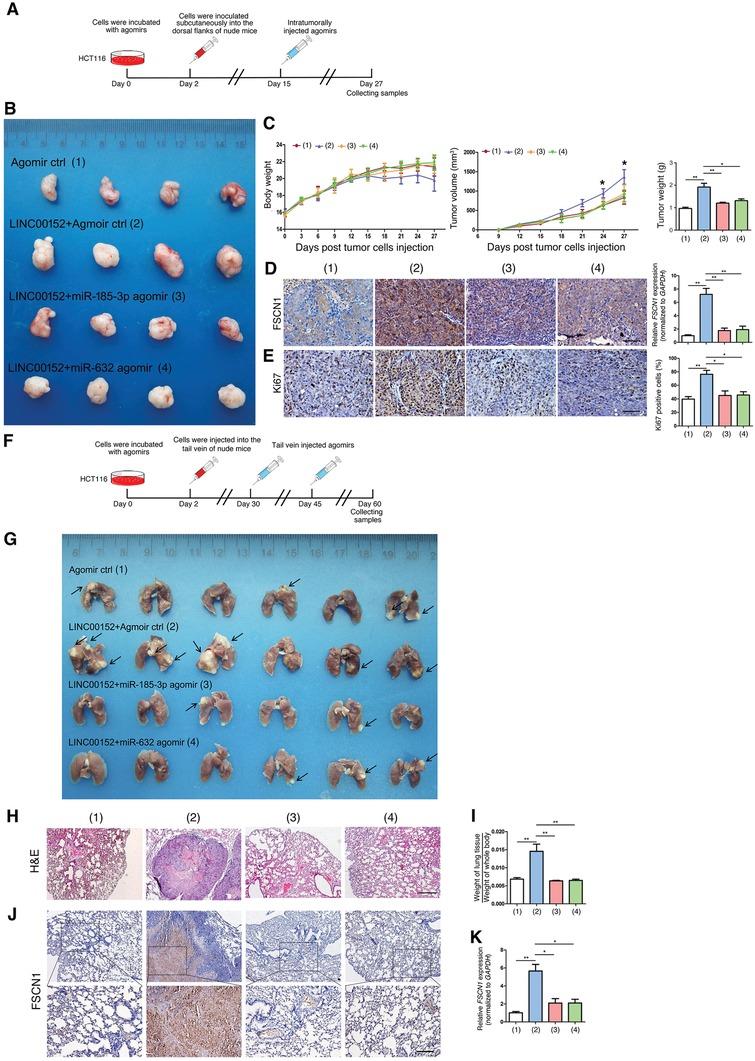 https://cdn.ncbi.nlm.nih.gov/pmc/blobs/5d18/7001651/fe5c482539cc/ADVS-7-1901380-g006.jpg