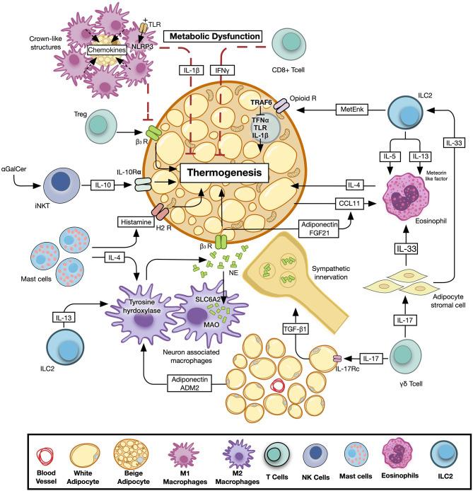 https://cdn.ncbi.nlm.nih.gov/pmc/blobs/5d19/7705180/21dddc91676b/fcvm-07-602088-g0003.jpg